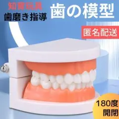 歯の模型 歯磨き モンテッソーリ 歯医者 知育玩具 子供 幼児教育 本格仕様