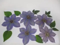 クレマチス（青紫色）の押し花