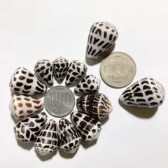 No350 マダライモ 天然貝殻 イモガイ セット