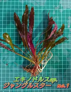 エキノドルス ジャングルスター no.1 水中葉 中大株 1株