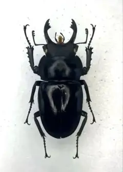 マキシムスマルバネクワガタ 原名亜種 ♂68.4㎜ ベトナム 標本 マキシムスマルバネクワガタ 原名亜種 ♂68.4㎜ ベトナム 標本