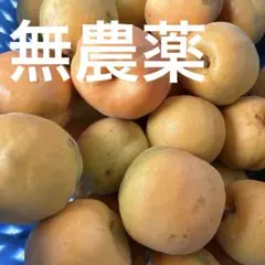 CocoRo♡farm 新鮮な杏（ハーコット）5kg（2kg〜承ります） ハーコット