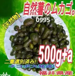 自然薯のムカゴ (0995) 天然山採品 (500g)ネコポス発送 福井県産