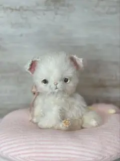 国内作家様　ぽっちゃり子猫　テディベア　テディキャット