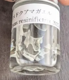 ジュウジメドクアマガエル 液浸標本