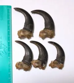 熊の爪 ヒグマ 5個