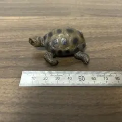 シュライヒ　リクガメ　フィギュア 約5cm ブラウン