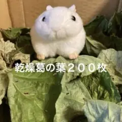 Item thumbnail for item 3f8a4ea2-38bc-4fe5-9e58-b2e0f6eb4c4c