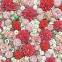 BEFIRSTジュノン