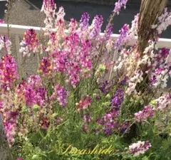 リナリアの種