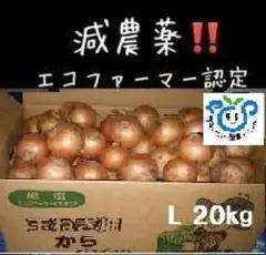 北海道産玉ねぎ 20kg Lサイズ