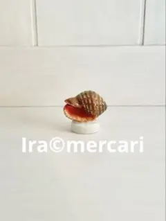 貝殻のフェーブ② フェーヴ　ミニチュア　陶器　フランス　海