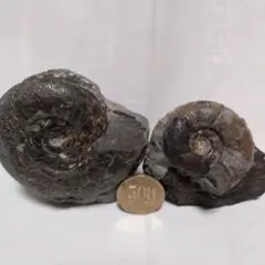 アンモナイト化石