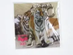 釧路市動物園/トラ/ココア/アクリルキーホルダー