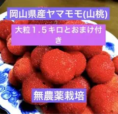 岡山県産ヤマモモ(山桃) 大粒１.５キロとおまけ付き 完全無農薬栽培 2025年最新】ヤマモモ 大粒の人気アイテム - メルカリ