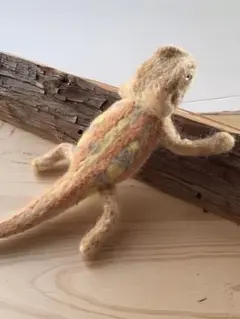 フトアゴヒゲトカゲ中