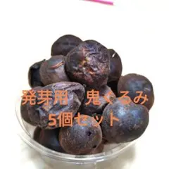 発芽用 鬼クルミの種 5個