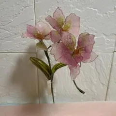 胡蝶蘭！(薄ピンク!)