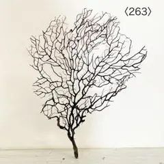 ウミウチワ〈263〉