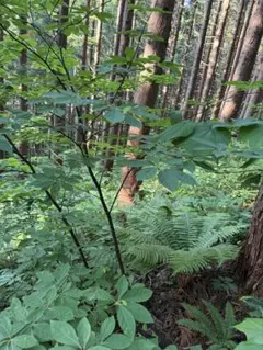 「森の香り便」クロモジ生枝葉セット