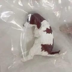 いっしょにねんね まとめ売り トイプードル コイケル