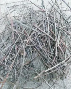 【サマーセール】小枝　無農薬　ハンドメイド　工作　ペット飼育　夏休み　自由研究