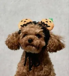 Item thumbnail for item cdc51fc5-ff9d-4e35-bac8-cb804c1152b2