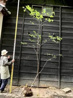 山採りナツハゼ なつＢ　H150cm W90cm 2025年最新】山採り ナツハゼの人気アイテム - メルカリ