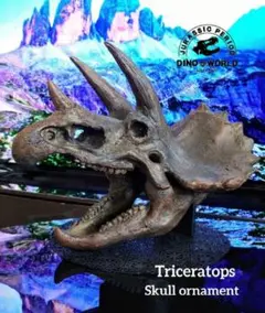 【DINOWORLD】 トリケラトプス 頭骨 スカル 化石 ティラノサウルス