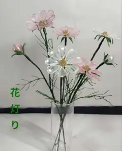 秋桜　【コスモス】