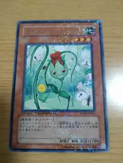 ナチュルローズウィップ⑤　DT