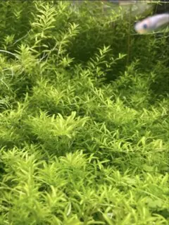 パールグラス無農薬50本