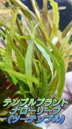 ツーテンプル 水中葉 8~20cm前後 5本