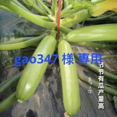 中国野菜 西葫芦 ズッキーニ 種 10粒