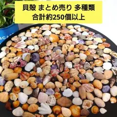 貝殻 まとめ売り 多種類 合計約250個セット