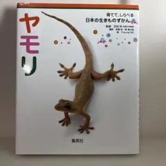 ヤモリ