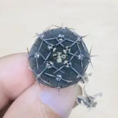 7黒棘鳳頭×黒棘バッテリー hyb 実生 サボテン ギムノカリキウム