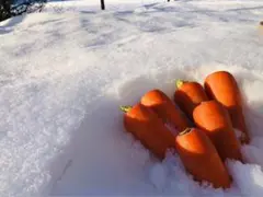 雪中人参 ミニサイズ箱込み1.3キロ