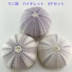 NO.68V-143 アーチン(ウニ殻) バイオレット　濃淡　3ケセット