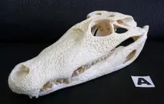 シャムワニ　実物頭骨　30㎝長　価格応相談 骨格 標本 ワニ 頭骨 クロコダイル シャムワニ - メルカリ