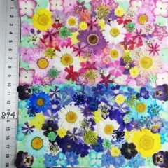 押し花素材　NO894 ノースボール ビオラ 紫陽花　バーベナ 小花　押し花