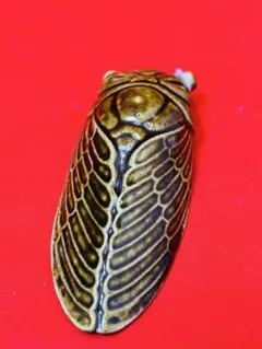 Item thumbnail for item 8e51715e-029f-4bfa-9414-068c34b2db47