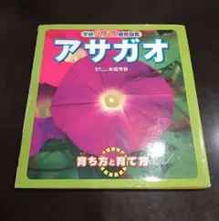 アサガオ」米田 芳秋