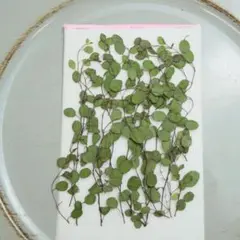 押し花　ワイヤープランツ20本