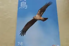 野鳥2024年7・8月号　日本野鳥の会　#中西悟堂　#チュウヒ