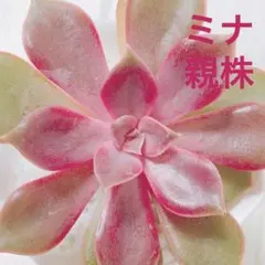 ミナ 葉挿し1枚 韓国苗 多肉植物