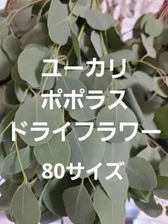 ユーカリ ポポラス 80サイズ