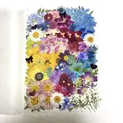 押し花素材☆お花いろいろセット☆*:.♡