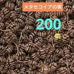 #H74 メタセコイアの実 天然素材 ドライ 木の実　200個