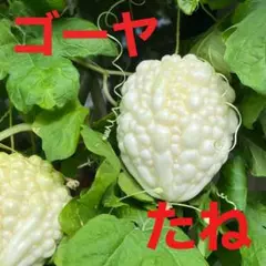 ゴーヤの種 30粒 種